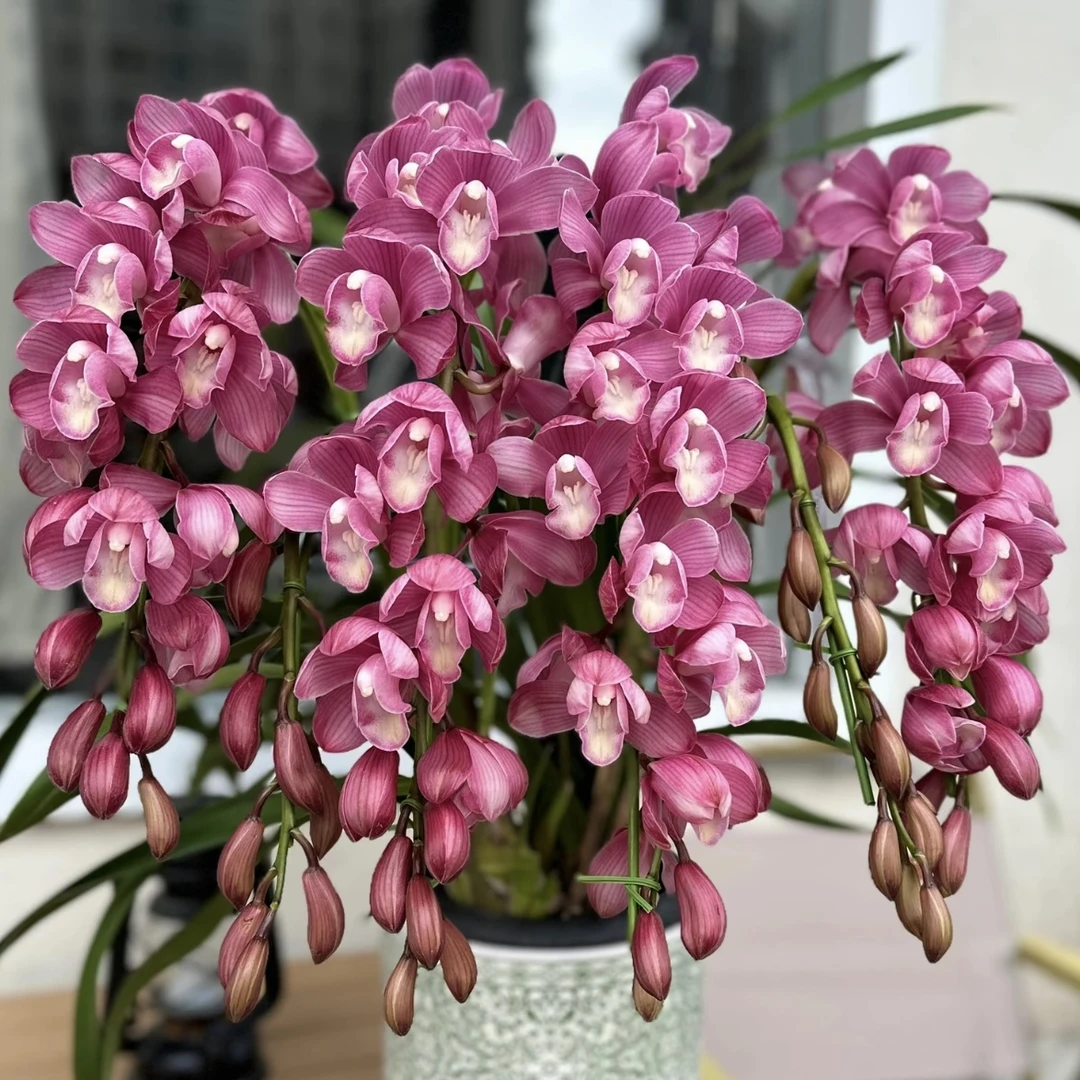 1431【多支花剑拱兰】大花蕙兰年宵花盆栽花卉多年生室内阳台易养护