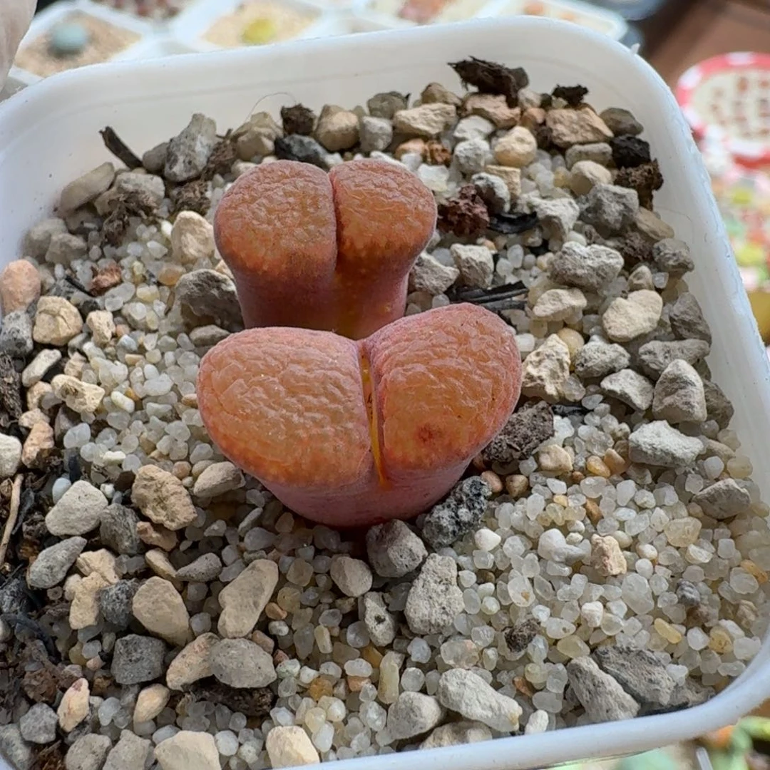 紫***y1224-036肉锥肉锥肉锥