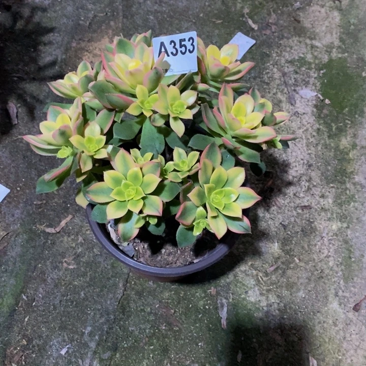 甜*、艳日辉多肉植物353