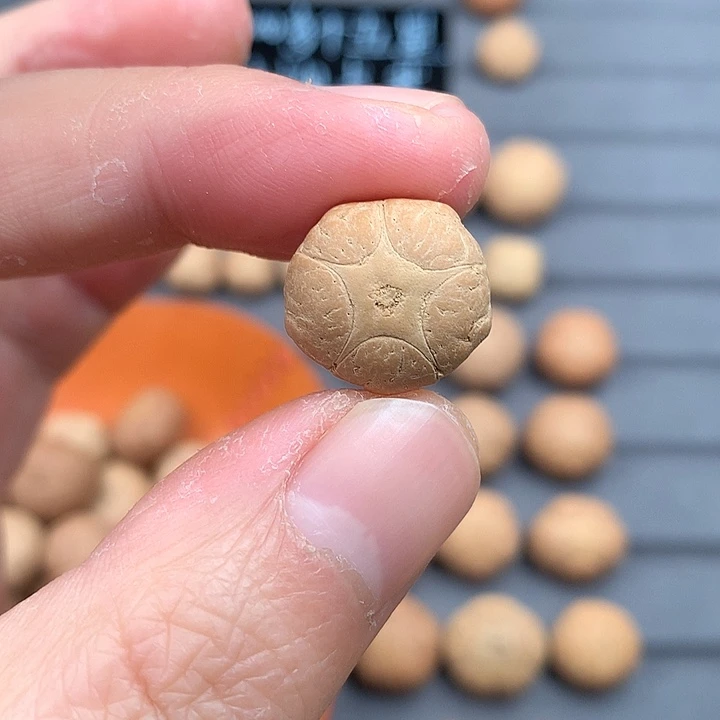 吊坠凤眼菩提16+五星，非质量问题开孔不退