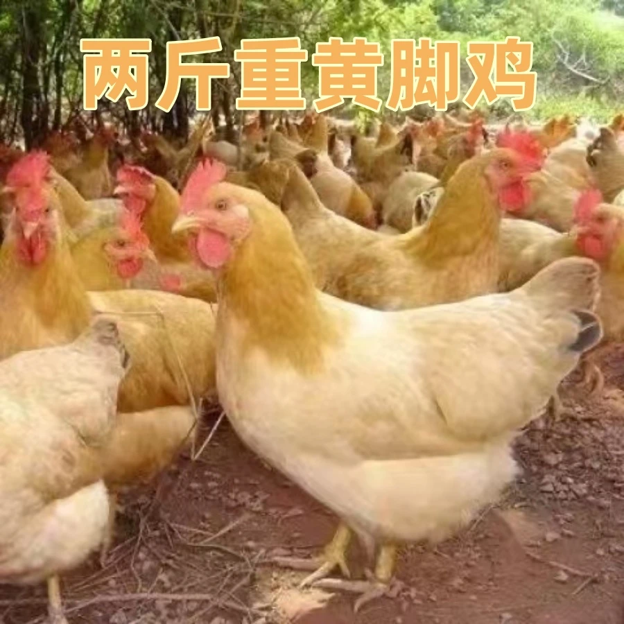 【鸡场直发】两斤重宠物鸡黄脚土鸡鸡农家散养土鸡
