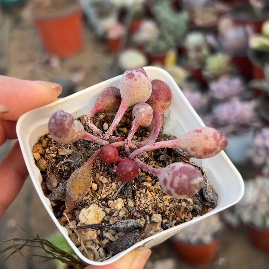 尕*多肉植物多肉植物