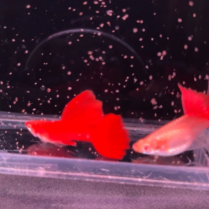孔雀鱼血红绒球1对