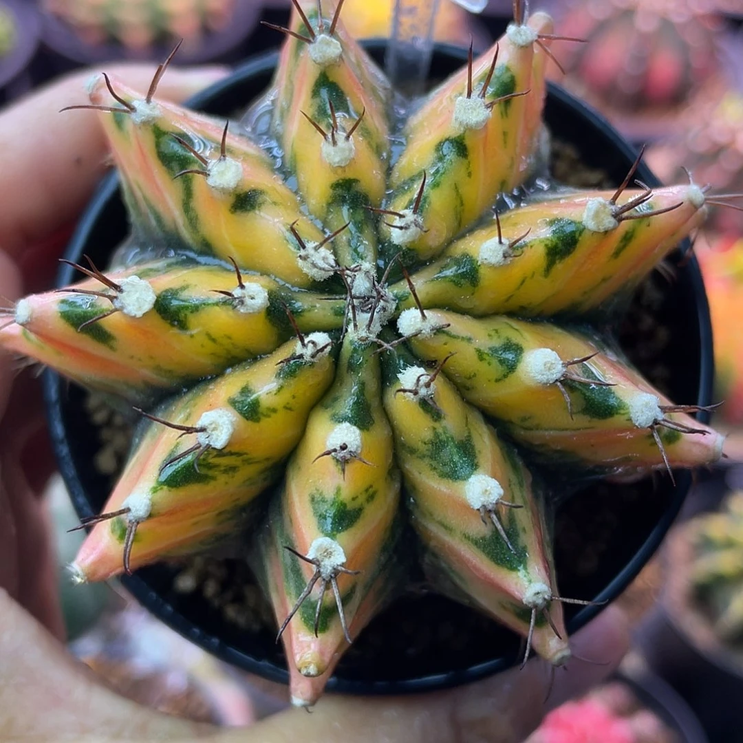 1-290米哈锦6.8厘米