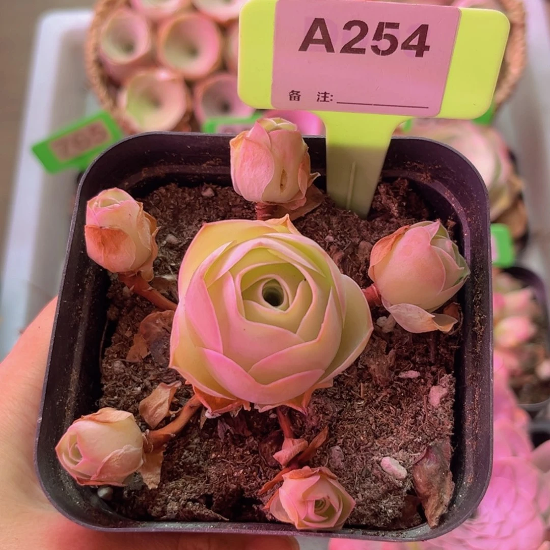 姝帕玫瑰一物一拍A254