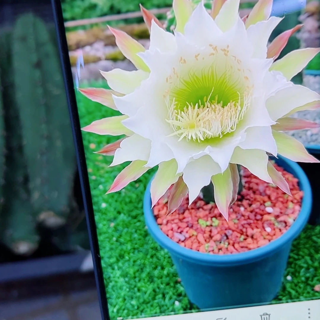 下5黑刺2个斑点伤歪无根侧芽18公分左右20包邮
