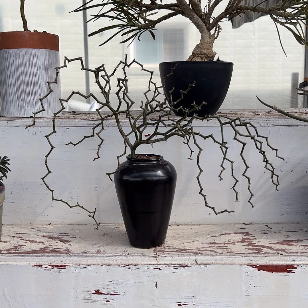 福利弯曲龙6668888