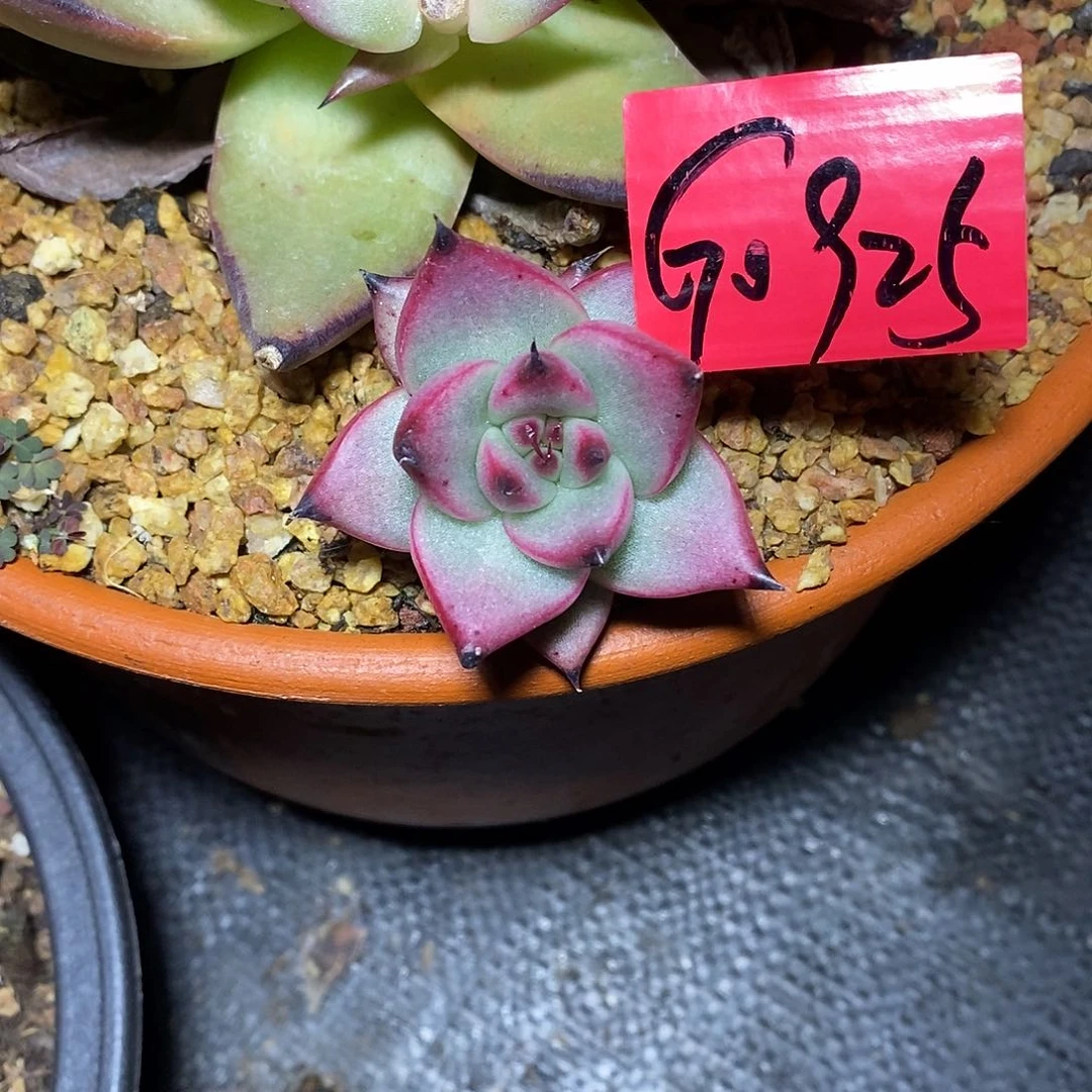 ?**～多肉植物多肉植物0925