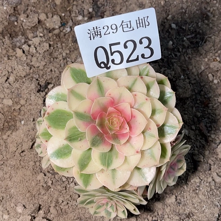 523倾城多肉植物