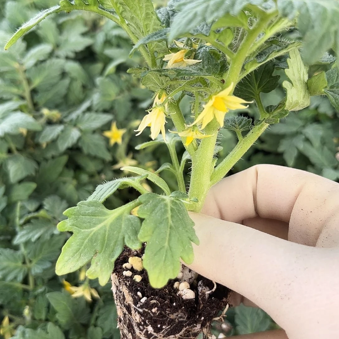 红矮生黄矮生各5颗