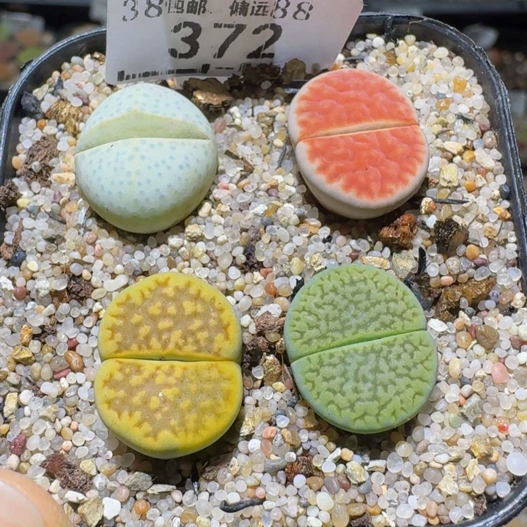 Ssss清货便宜出了372