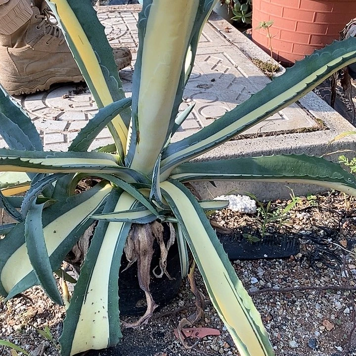 华炎黄中斑侧芽。