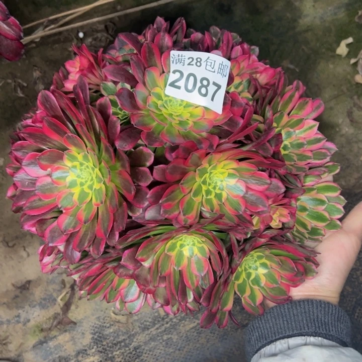 2087朝霞多肉植物