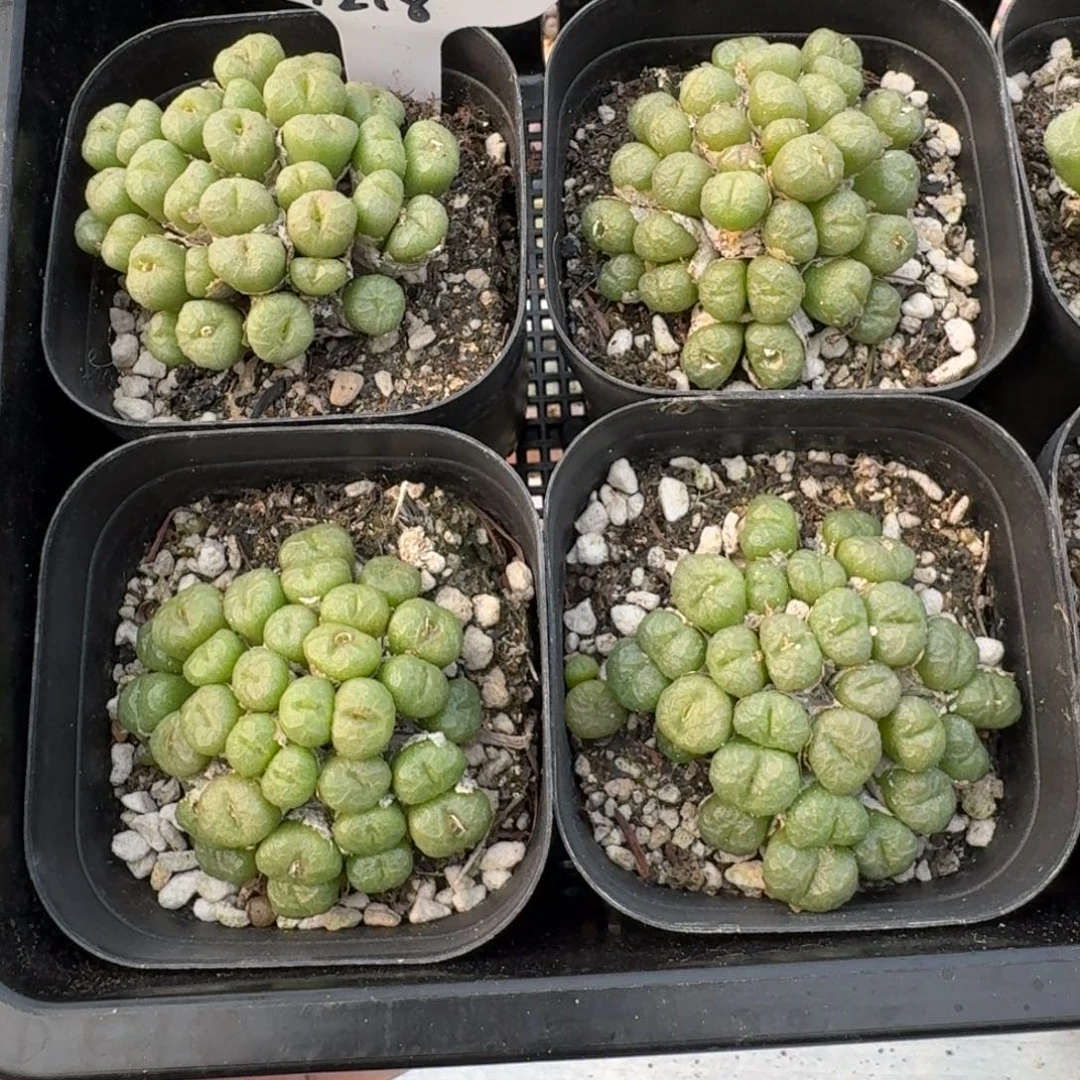 蜜枣铜壶福利一群