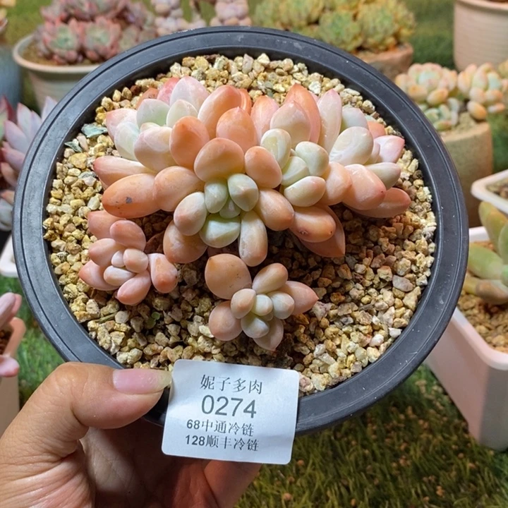 0274 不满68请拍冷链