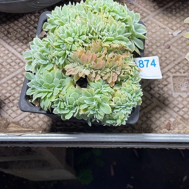 874 满28包邮脱土发货