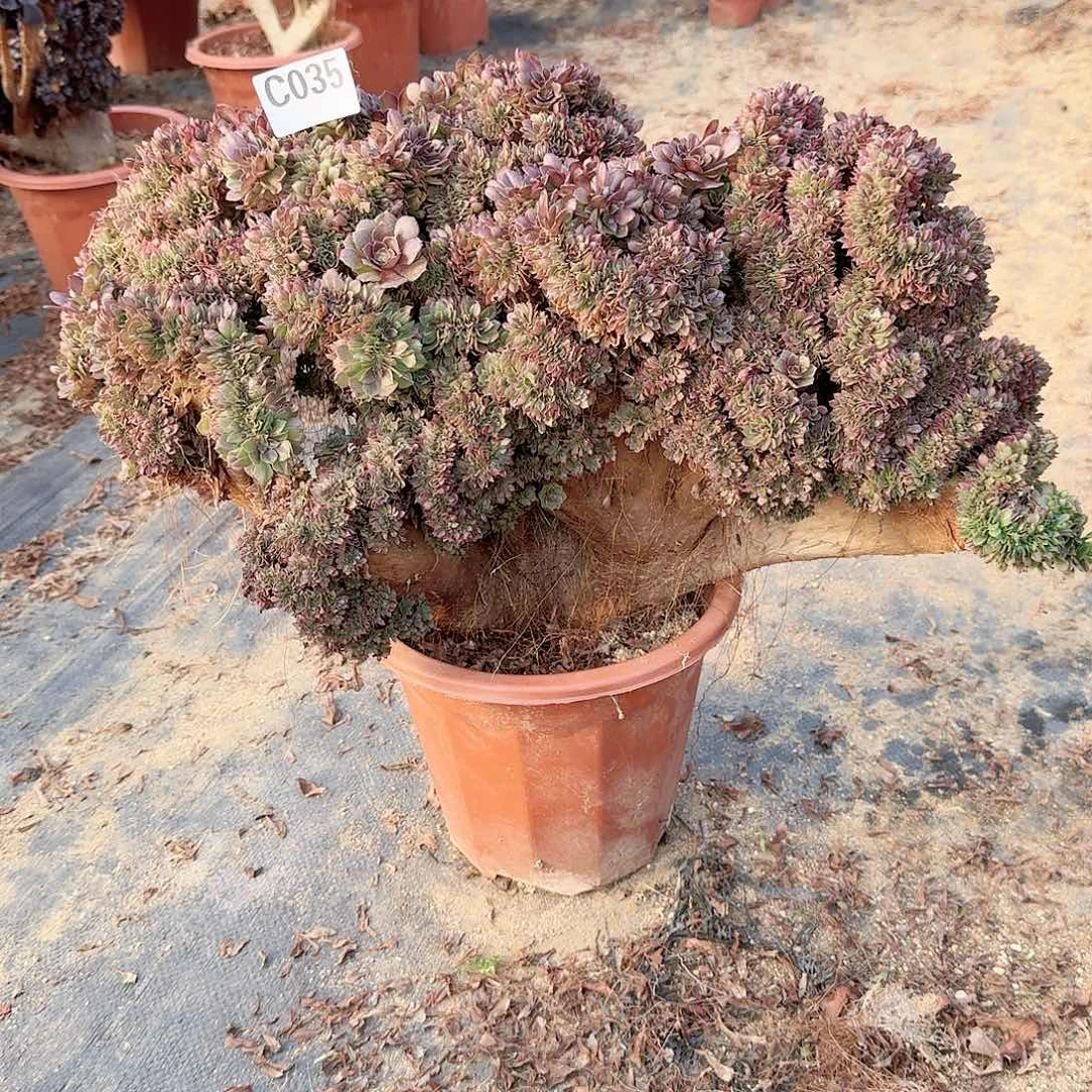 035万朵朵有2处伤一颗呀呀