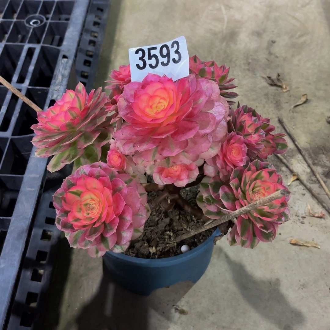 无花朵3593有短倾城11111