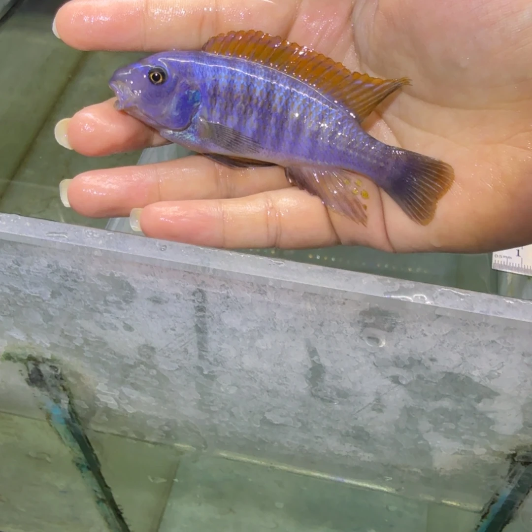 夏***目慈鲷鱼66号米坦德红顶勾鼻9-10