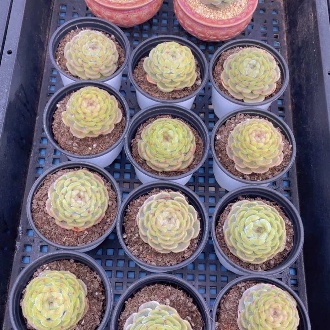 量拍43号珍妮白色恋人母本大单头一个