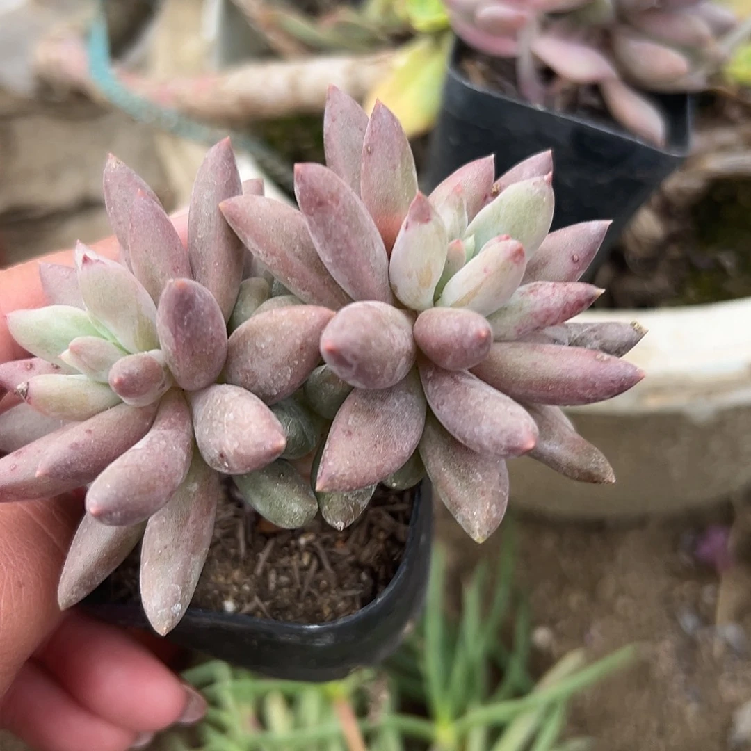 多肉植物多肉植物