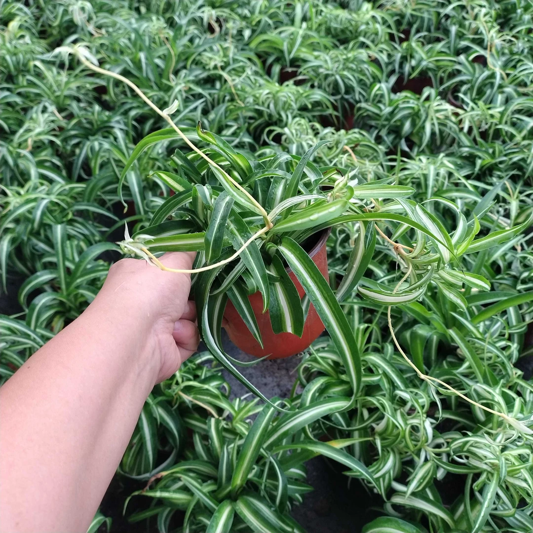 卷发女郎开花耐寒耐热好养花卉盆栽绿植金边吊兰绿植盆栽室内