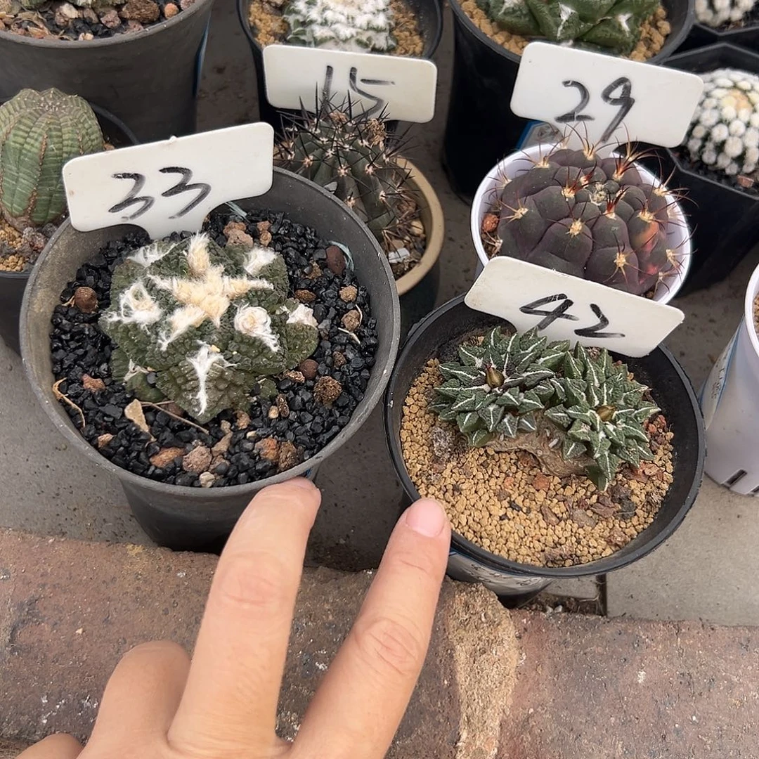 仙人球111111111111111