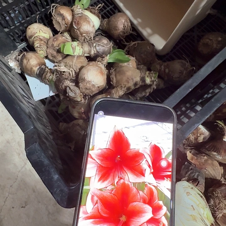 诱惑朱顶红直径5.5厘米进口球丑球