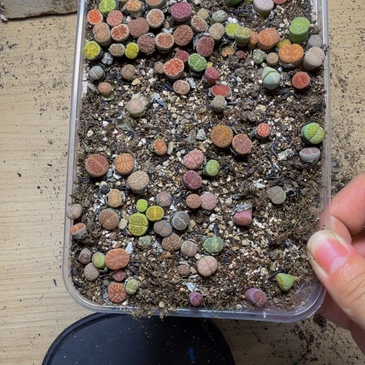 ****兽多肉植物的生长发育56