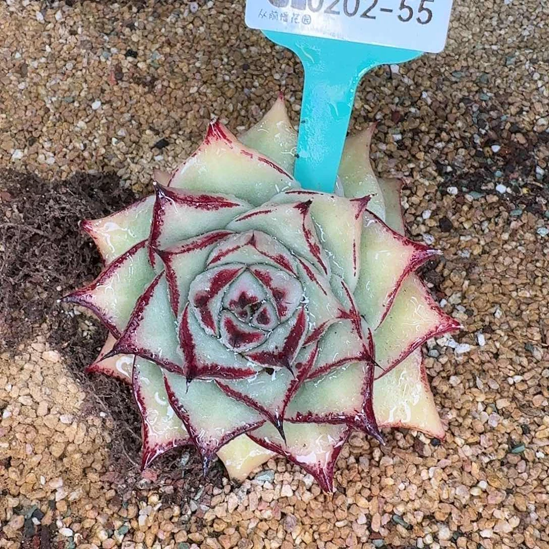 从前慢花园东云系多肉0202-55