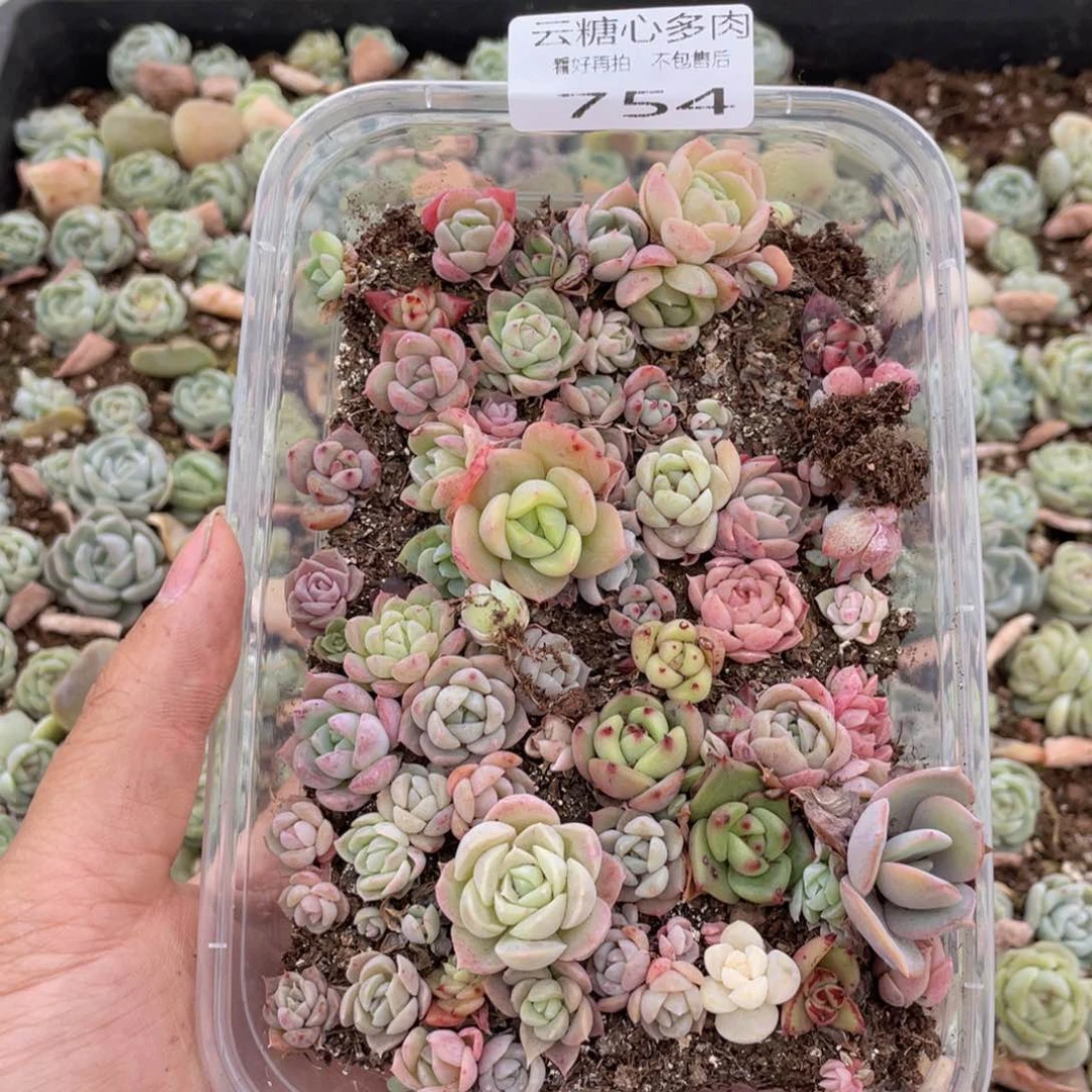云糖心多肉植物754