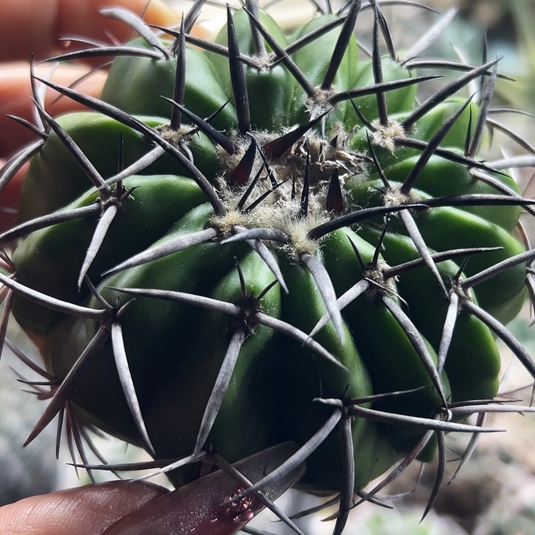 铃木圆盘仙人球66666666