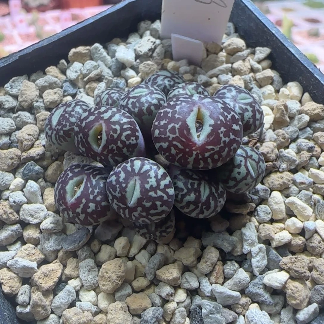 墨小锥一群多肉植物