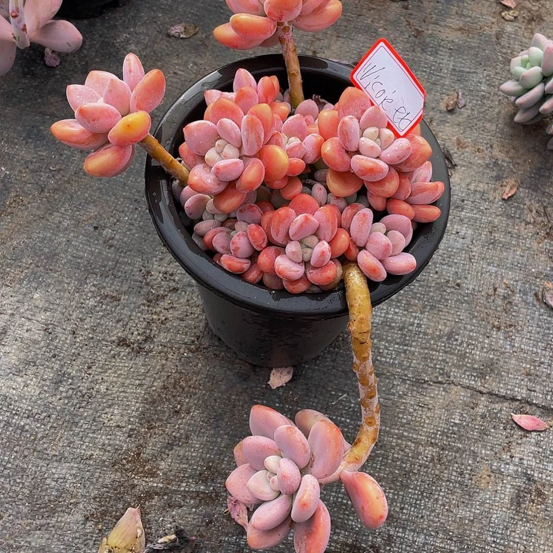 N***O红洛神多肉植物群