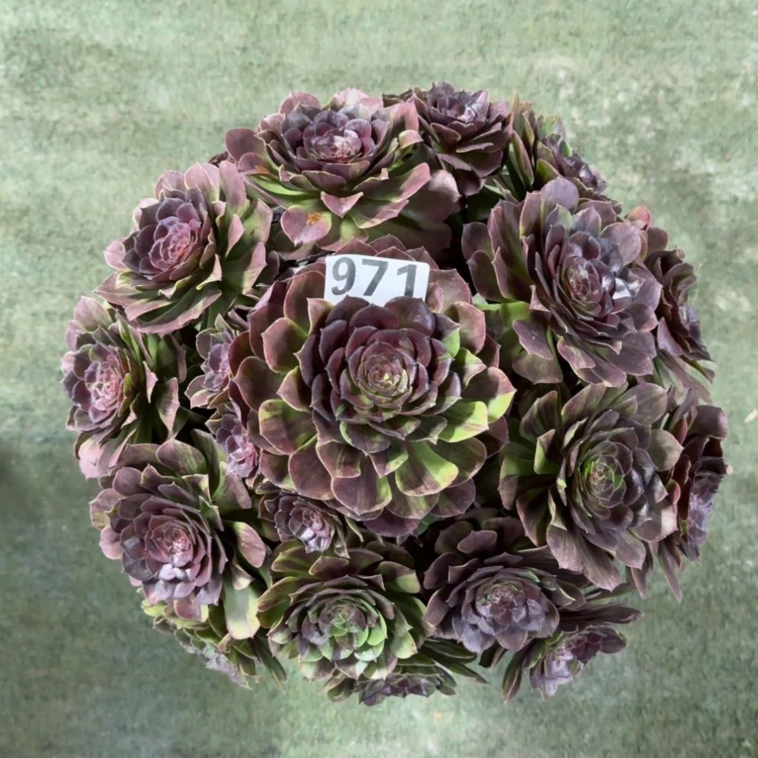 欣**果971！花月夜法师多肉植物