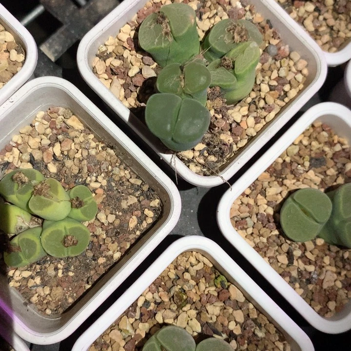 ·*点点专拍 肉锥植物