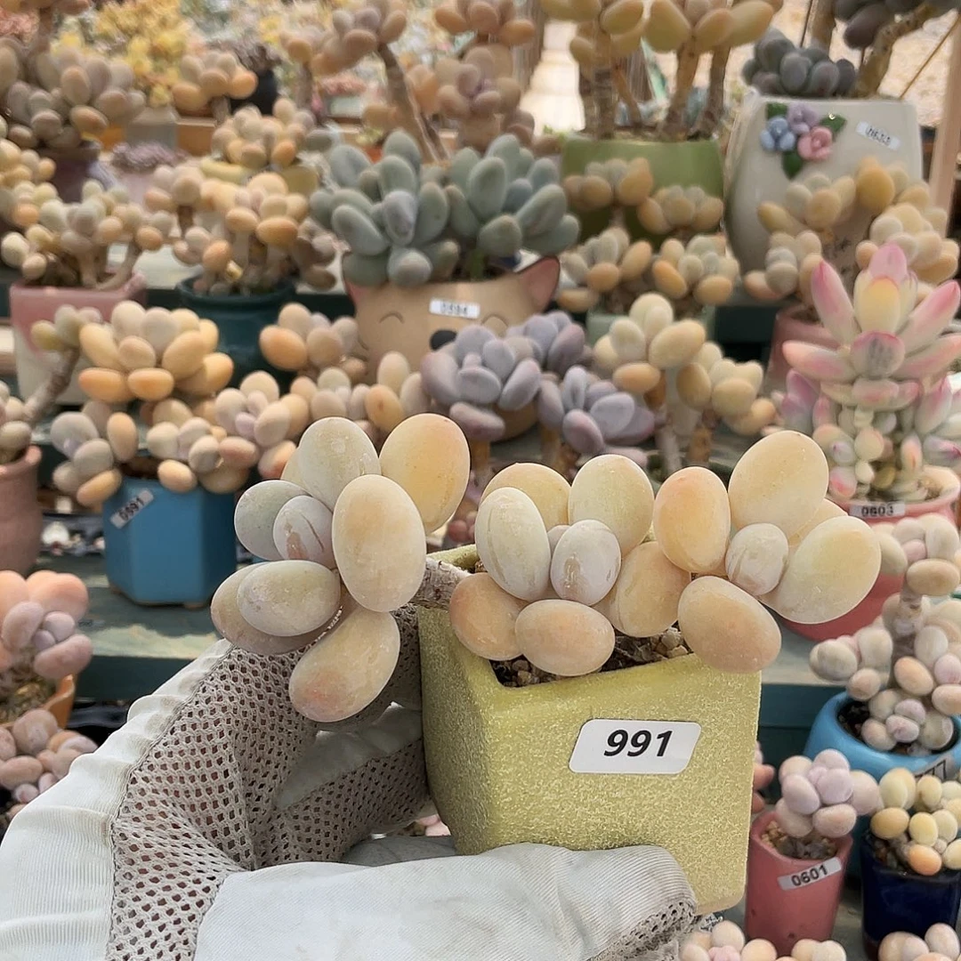 多肉植物的生长发育