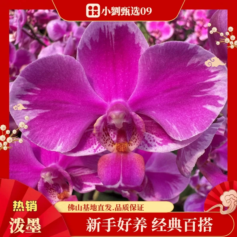 【泼墨09】精美蝴蝶兰花卉盆栽佛山基地批发直播次日达