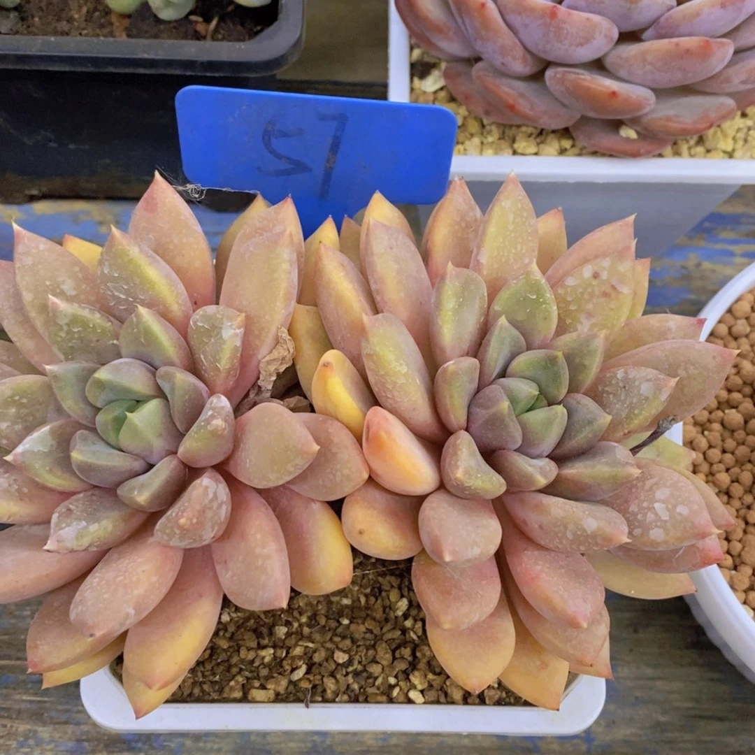 开心多肉，一物一拍，看准下单，