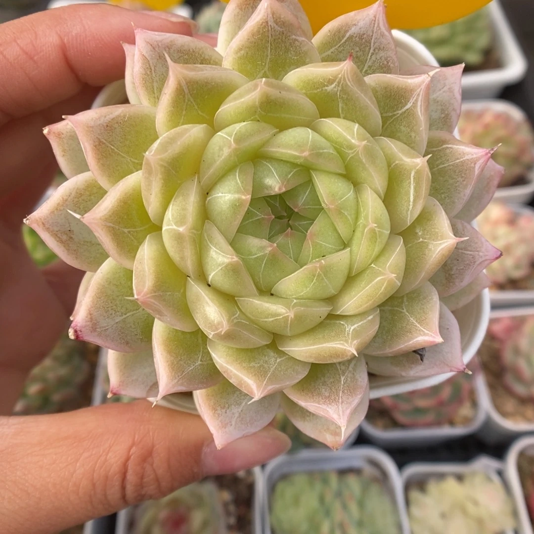 暗纹麦秆可拍1055号。