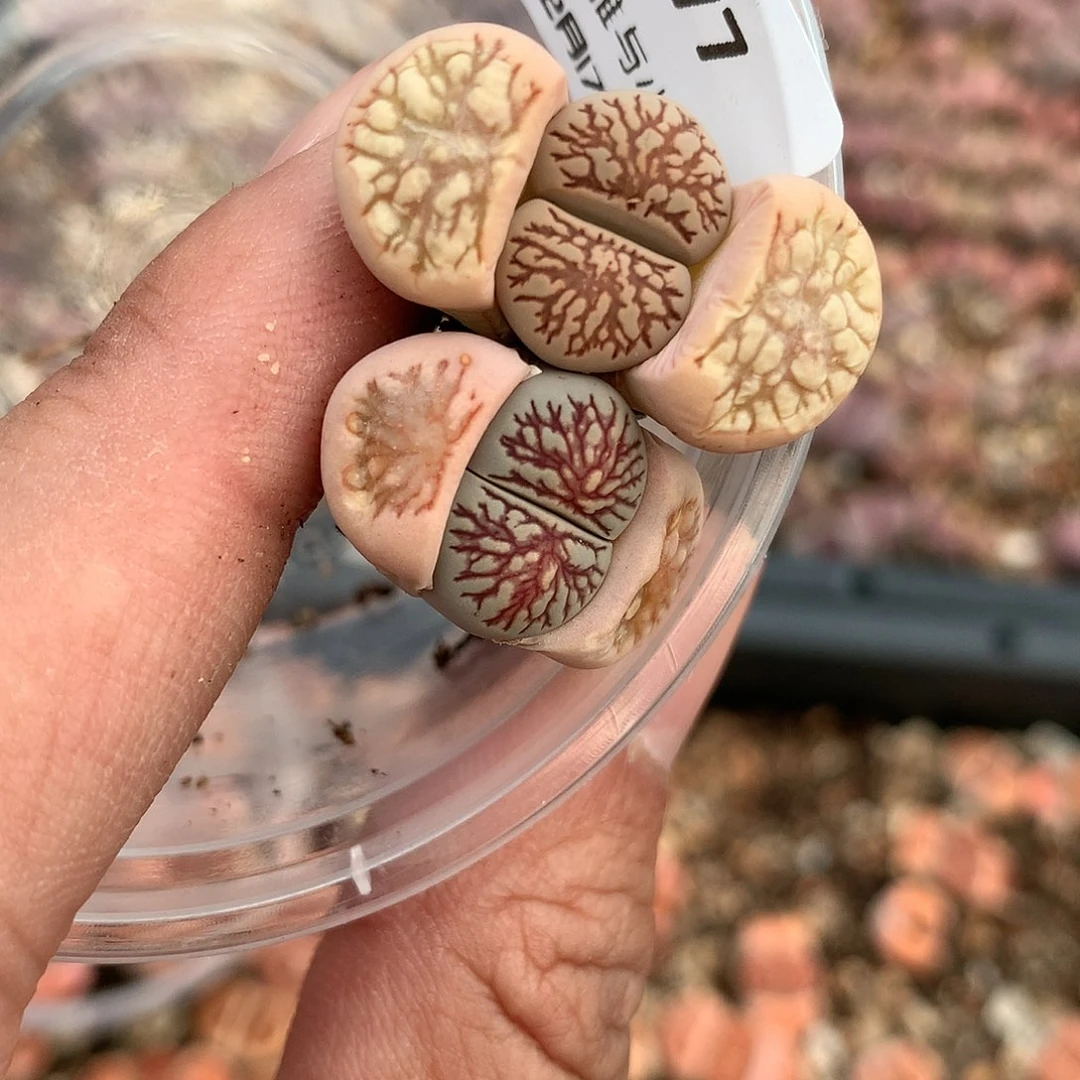 W477多肉植物保护