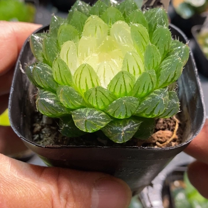 翠云锦玉露多肉植物