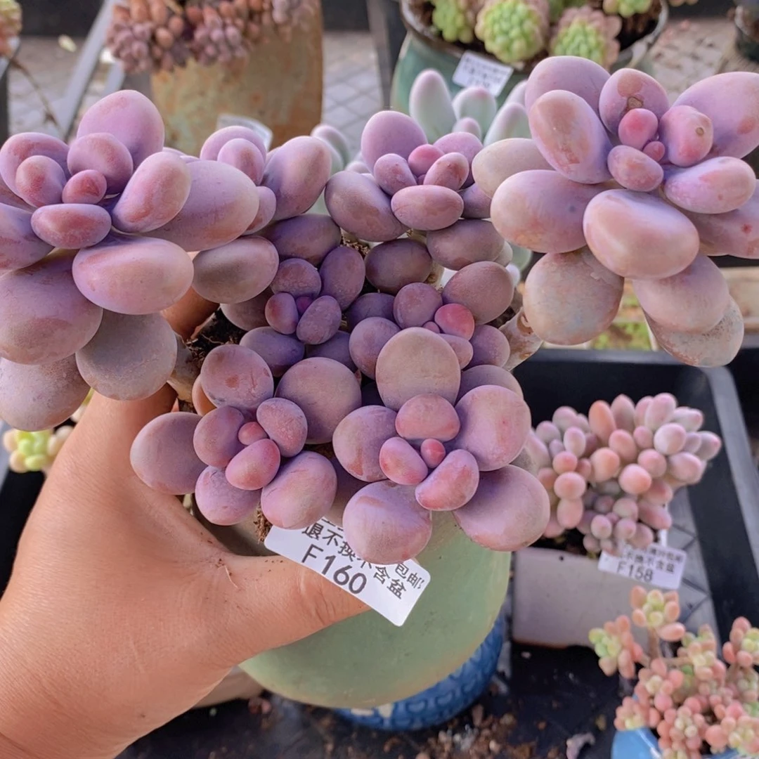 腰子桃蛋16cm160多肉植物