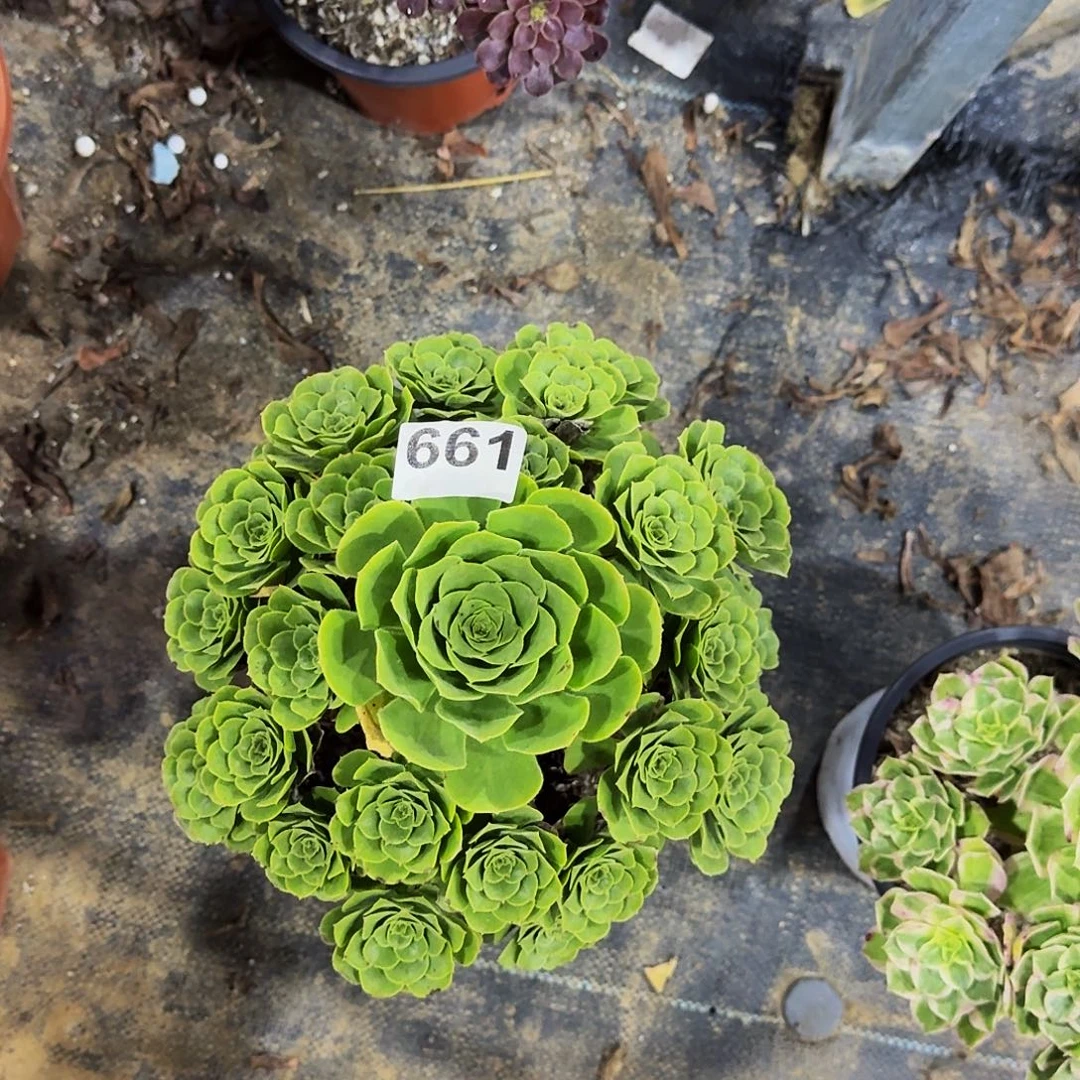 661绿玫瑰冠服在25公分以上