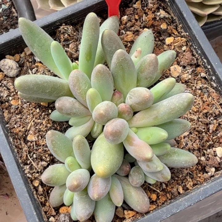 烟花一物一拍743.