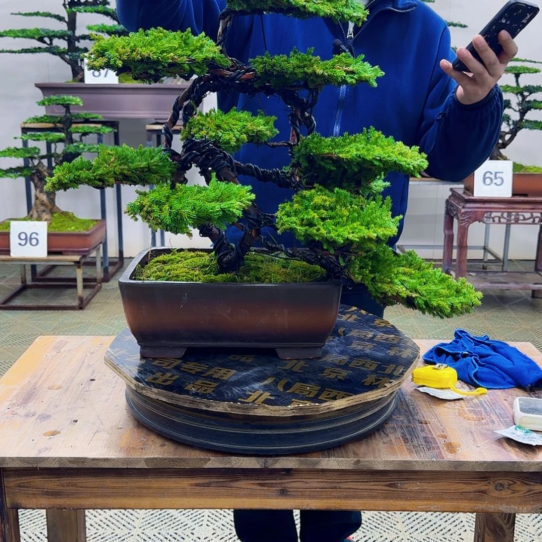 无花朵柏树造型盆景