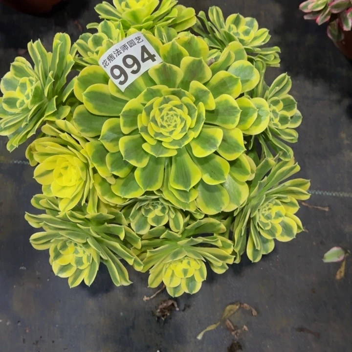绿豆沙99400000000
