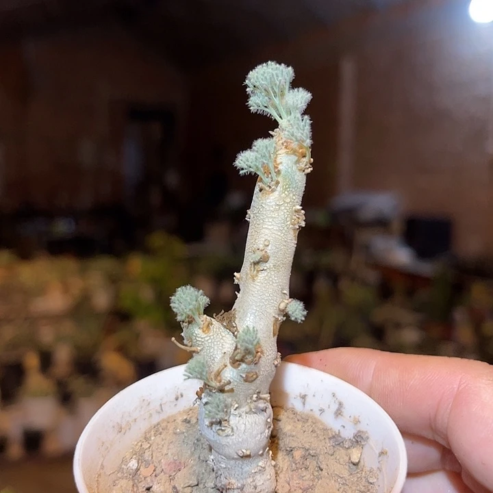 无花朵实生白皮月界一物一拍