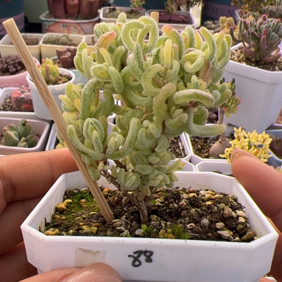 多肉植物枝干超白