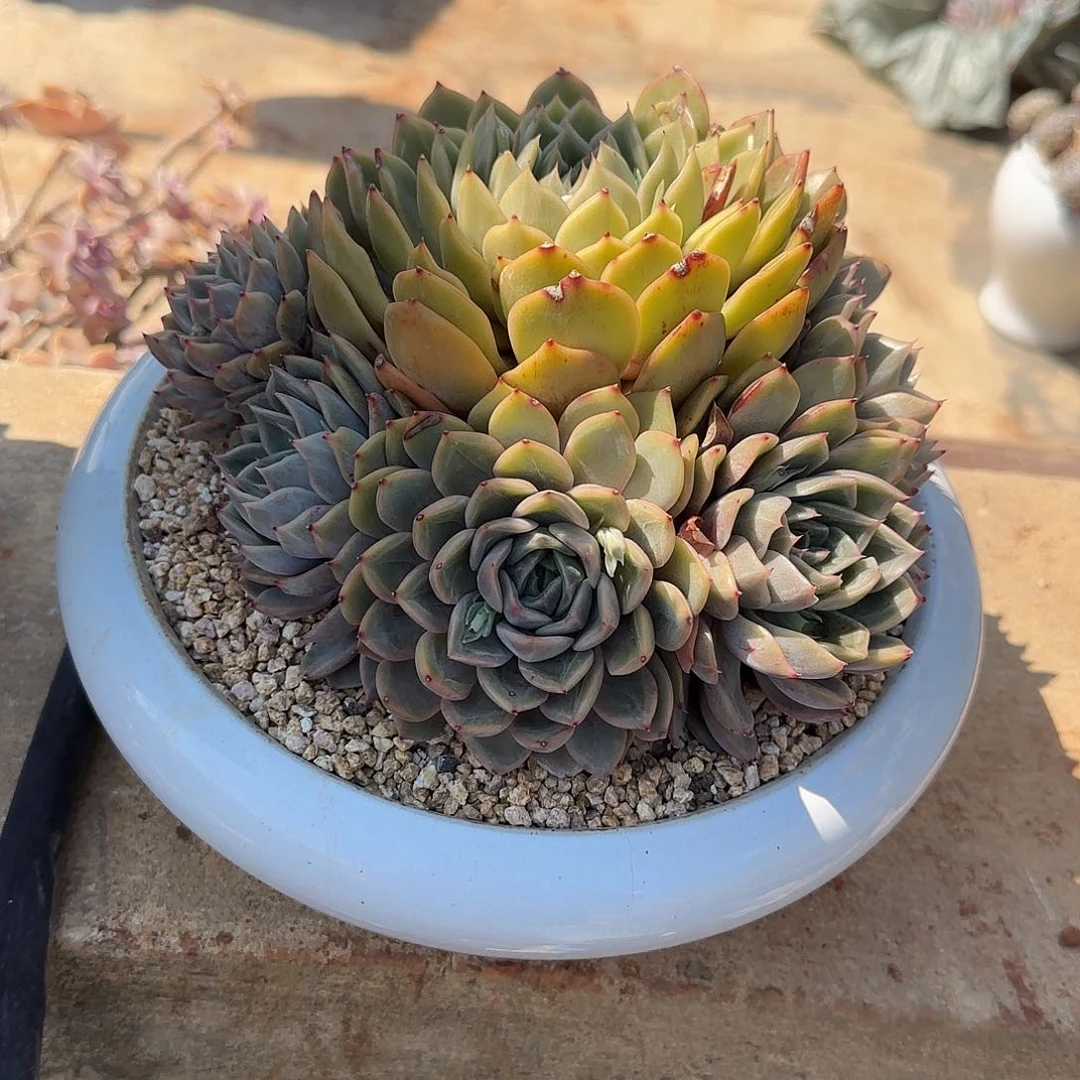 我***牛多肉植物浪漫